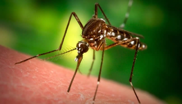 Szúnyoggyérítéssel kapcsolatos lakossági tájékoztatás